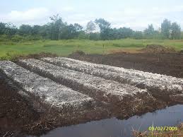 Teknis Ameliorasi Lahan Gambut