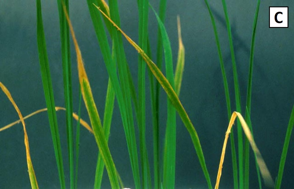 MENGENAL KEKURANGAN KALIUM (K) PADA TANAMAN PADI 