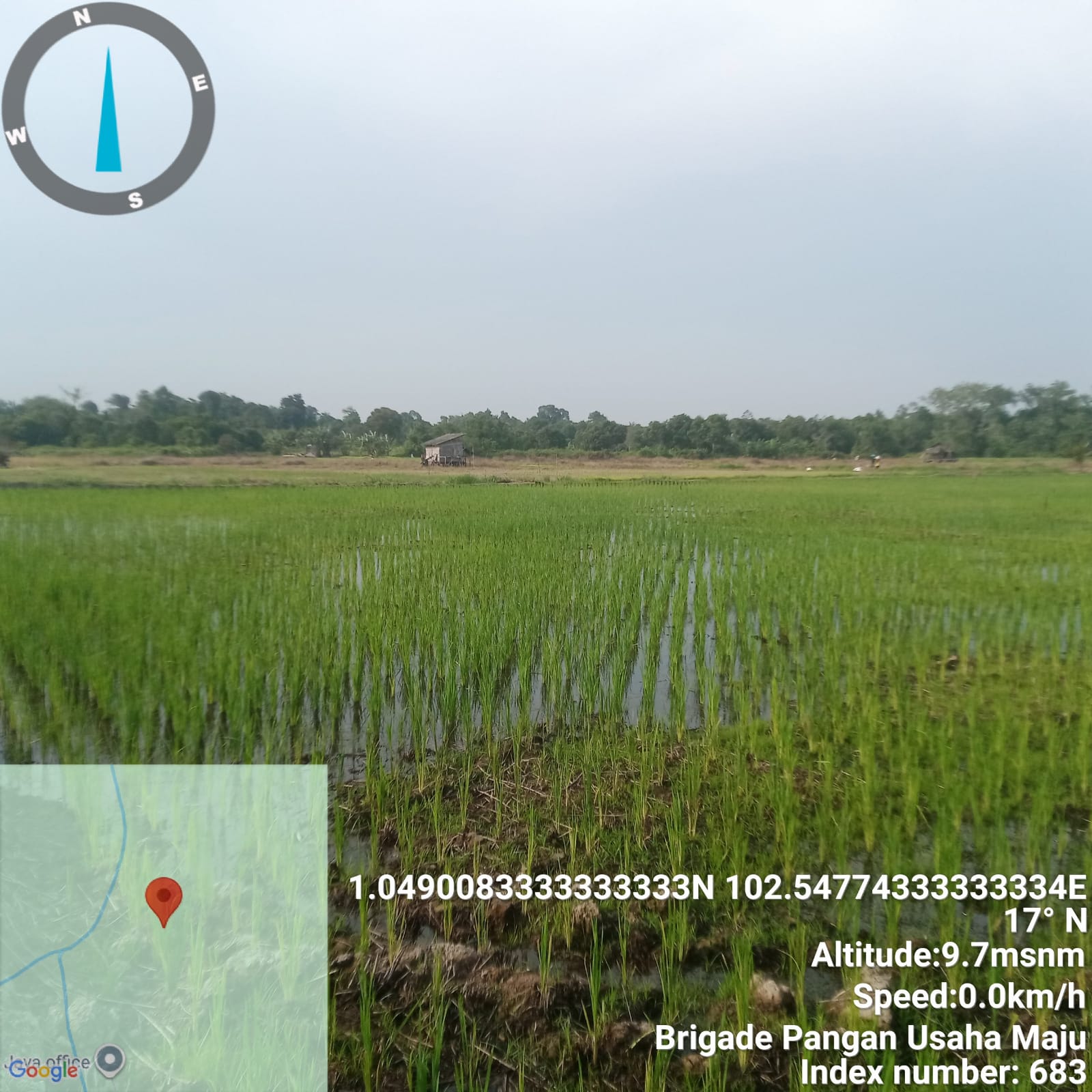 Mikroelemen: Rahasia Padi Tahan Penyakit