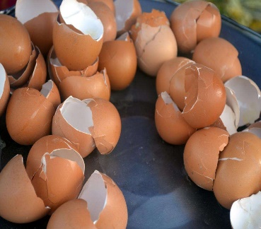 Memanfaatkan Limbah Cangkang Telur Sebagai Pupuk Organik untuk Tanaman