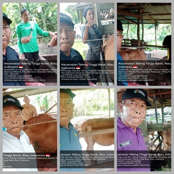 Kegiatan Inseminasi Buatan di Kecamatan Tebing Tinggi Barat