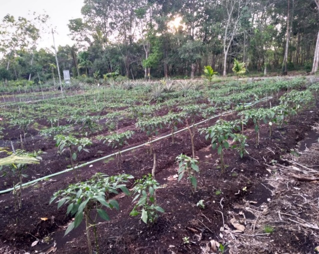 Budidaya Cabai Dilahan Gambut Tanpa Bakar