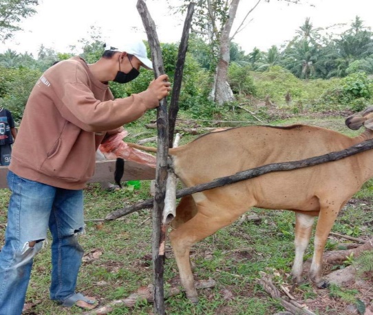 ASISTEN REPRODUKSI TERNAK (ATR)