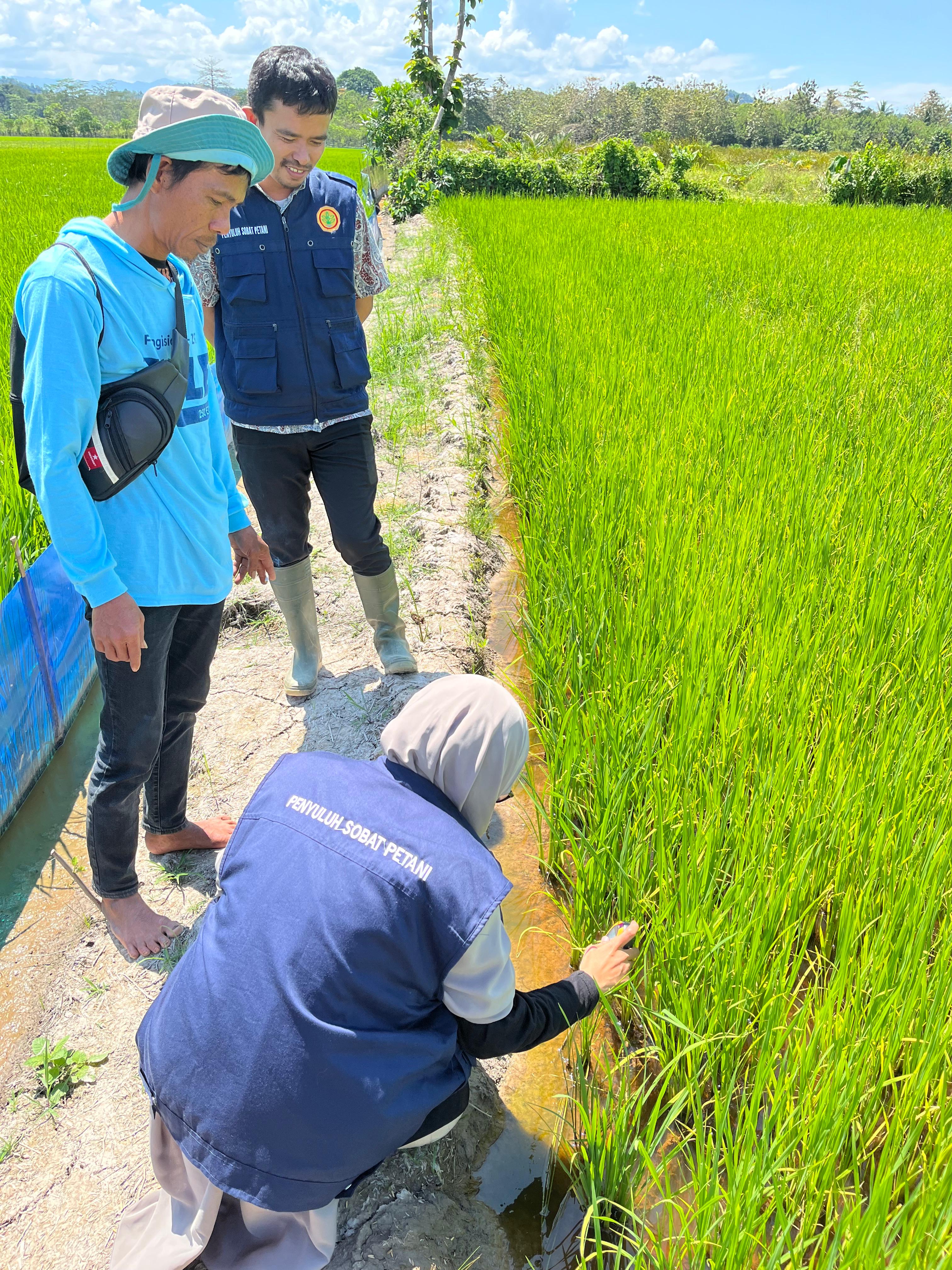pH TANAH DAN PENGARUHNYA TERHADAP PERTUMBUHAN TANAMAN