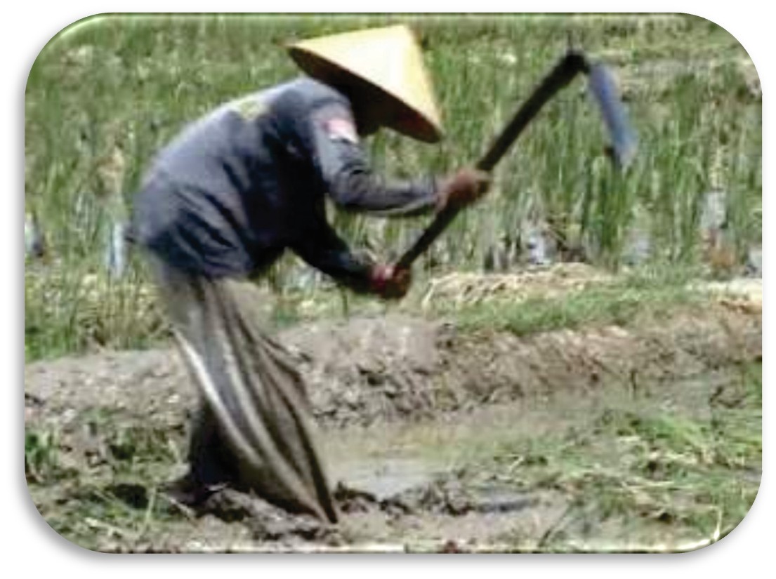Pengolahan Tanah pada Tanaman Padi Sawah