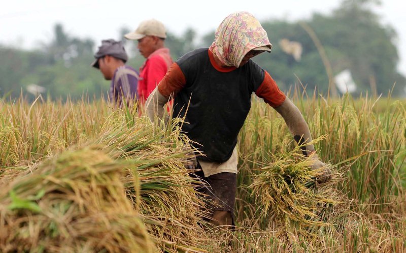Tahapan Panen dan Pasca Panen Tanaman Padi Sawah