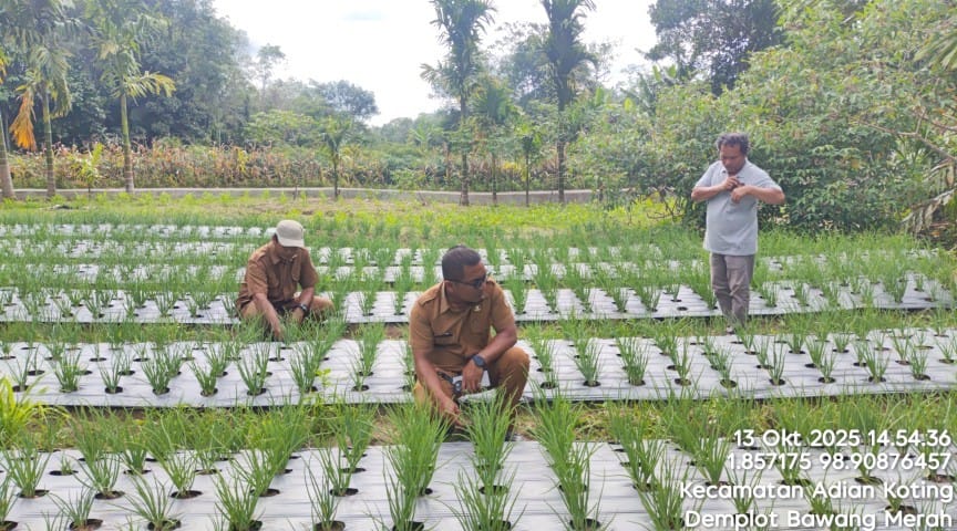 Booster Bawang Merah: Teknik Pemupukan Tepat, Panen Makin Hebat