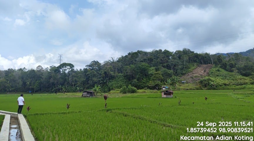 Padi Sehat Bebas Blast: Cara Tepat Kendalikan Penyakit Jamur