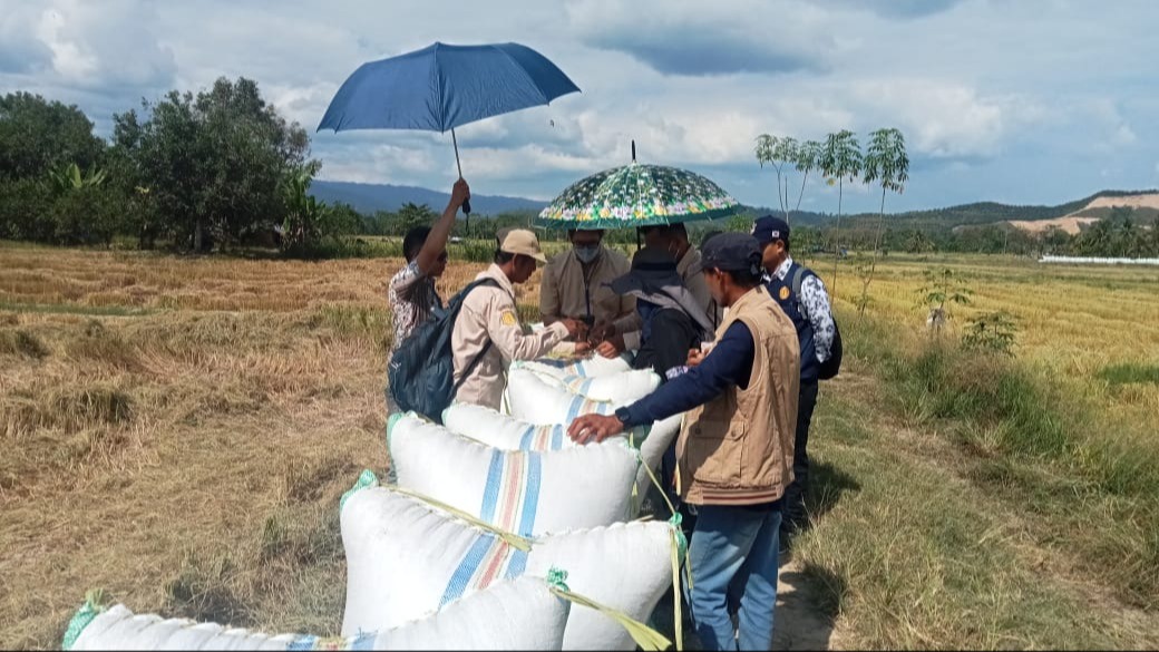 Pengawalan Panen M.T II Tahun 2025