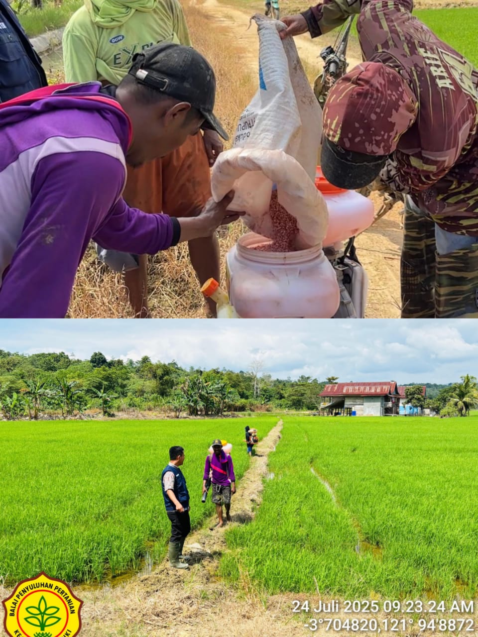 PENGGUNAAN MESIN BLOWER UNTUK PEMUPUKAN TANAMAN PADI