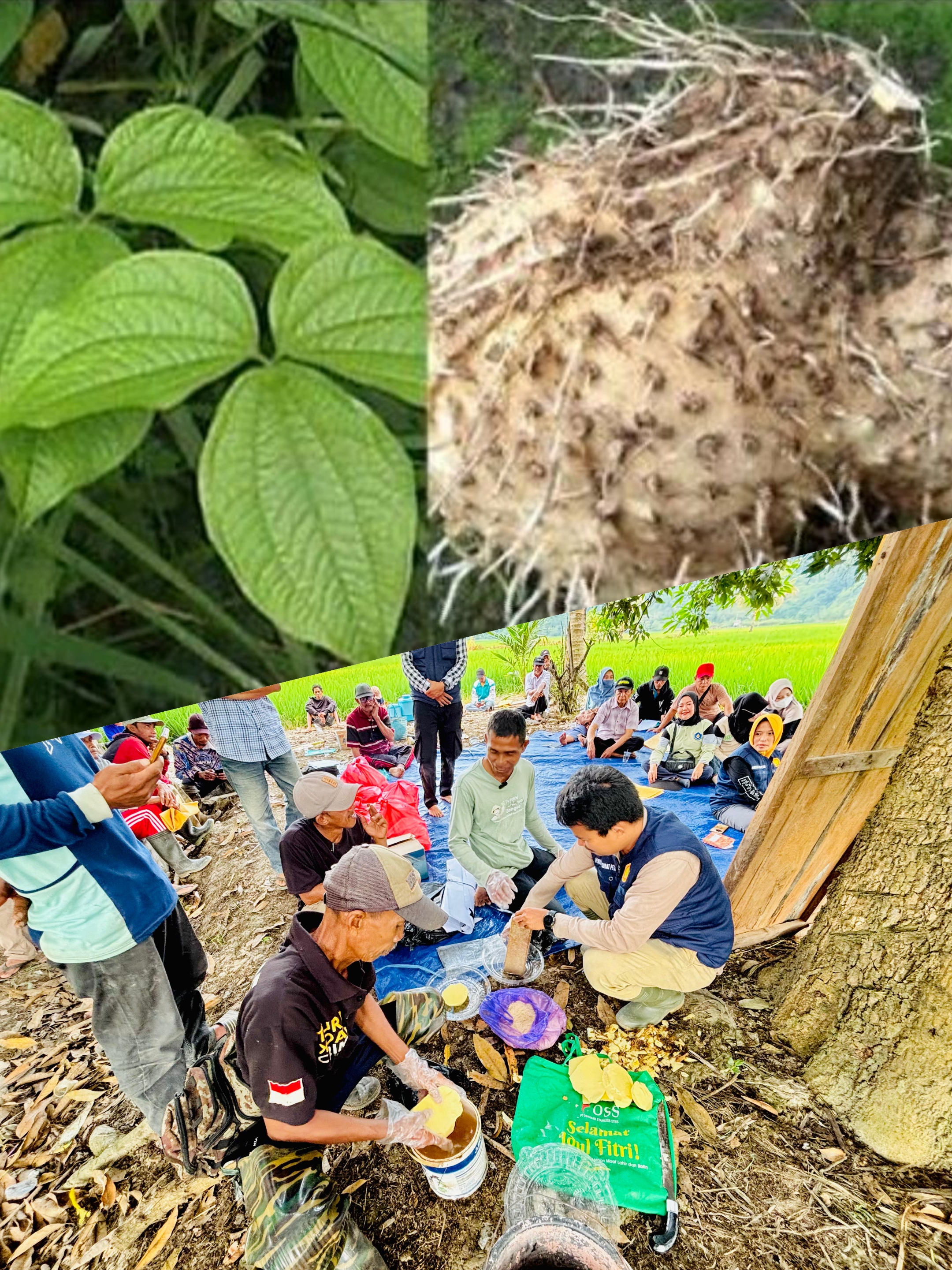 PEMANFAATAN UMBI GADUNG SEBAGAI PENGENDALI TIKUS RAMAH LINGKUNGAN