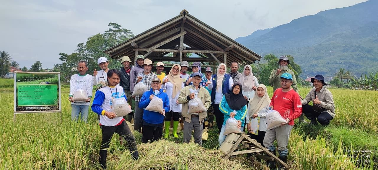 Sinergi Petani Sukawening: Sukseskan Ubinan Padi Ramah Lingkungan di Lahan LL Sekolah Lapang