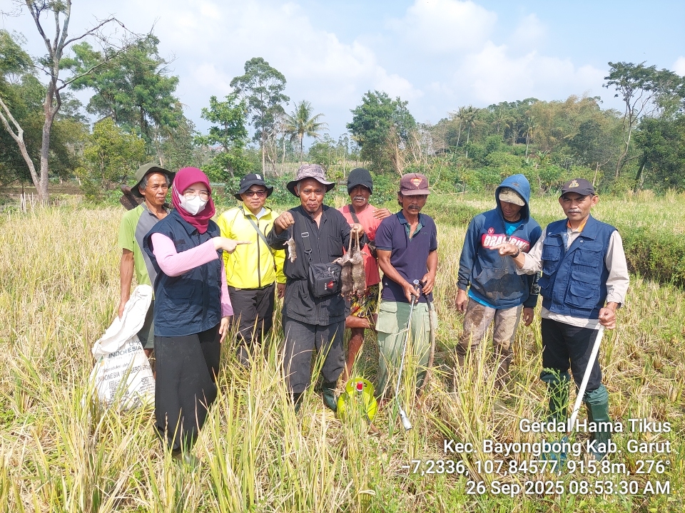 GERAKAN PENGENDALIAN HAMA TIKUS DI KECAMATAN BAYONGBONG