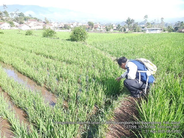 PENGAMATAN LAPANGAN LABORATORIUM LAPANG PADI SAWAH SL TEMATIK BPP BAYONGBONG