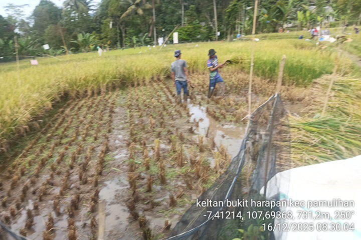 Panen Demplot SL Tematik