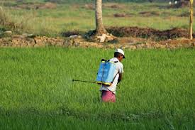 Pemanfaatan Pupuk Cair Organik pada Tanaman Padi