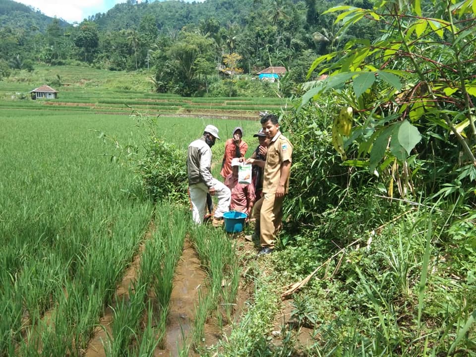 Mengenal OPT Tanaman Padi Sawah serta Cara Pengendalian