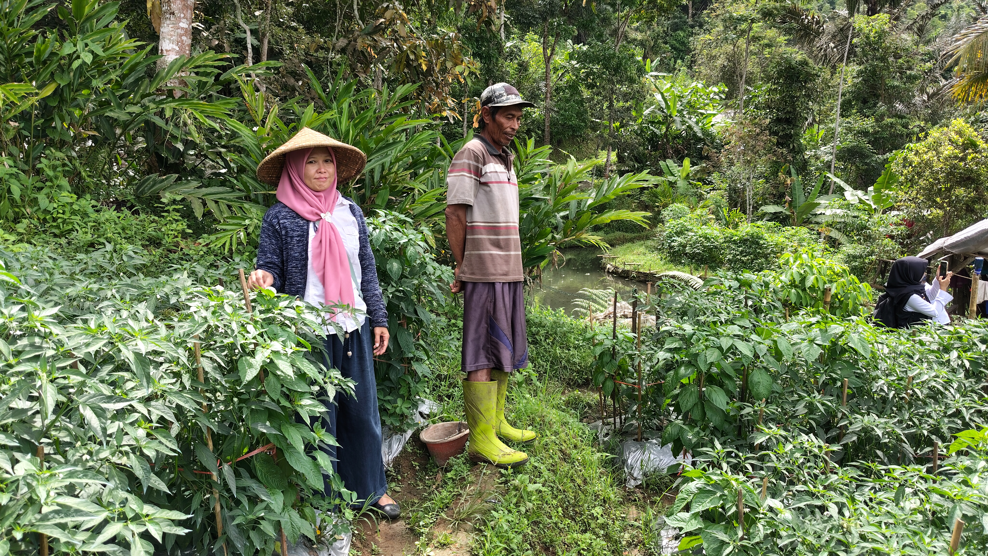 PENGENDALIAN HAMA PENYAKIT CABAI