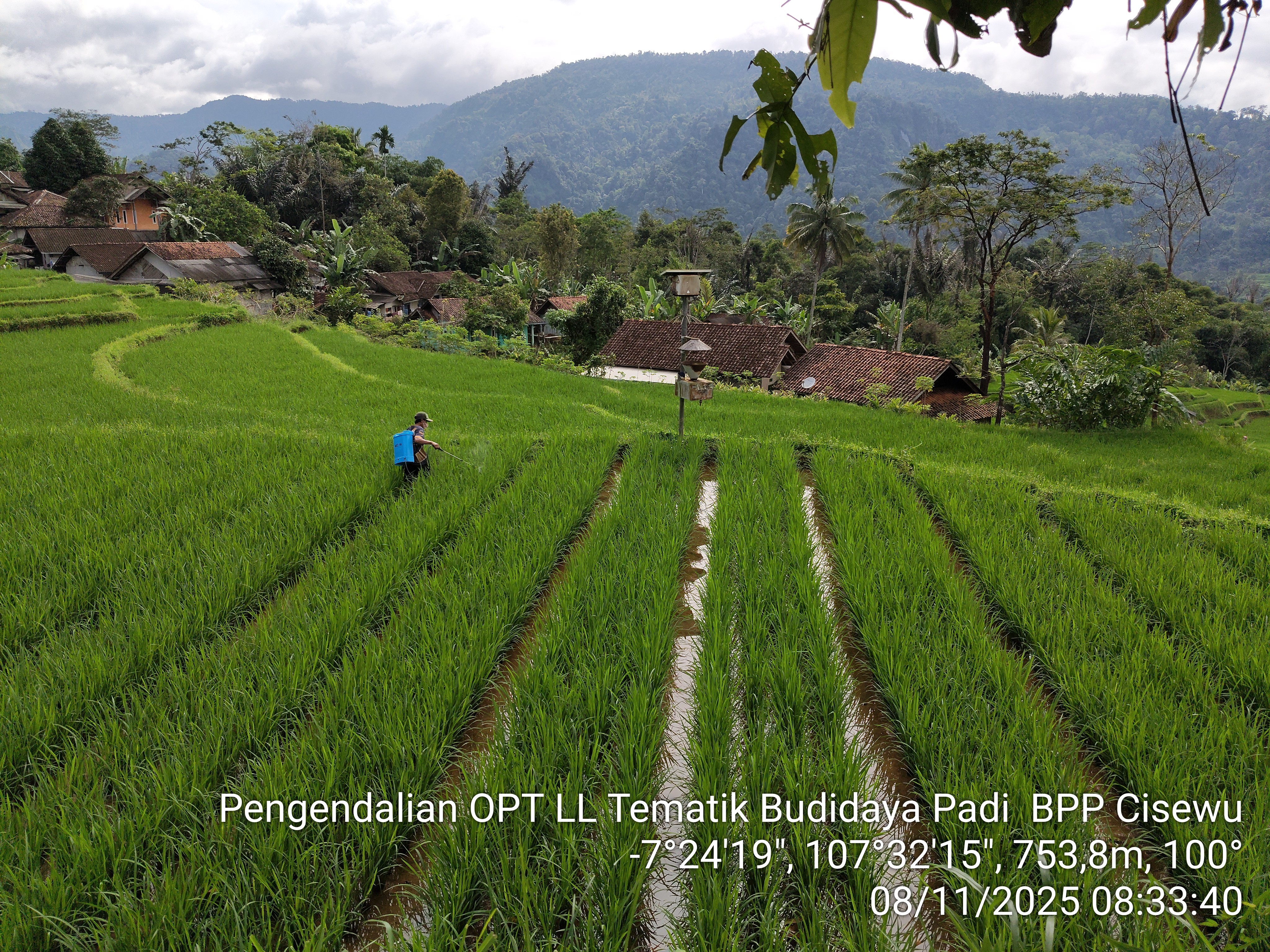 PENGENDALIAN OPT PENGGEREK