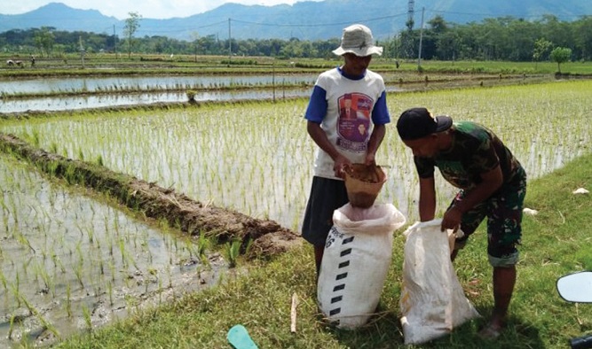 Pemupukan Berimbang Tanaman Padi Sawah