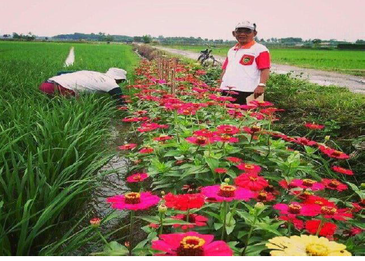 Mengenal macam tanaman pelindung