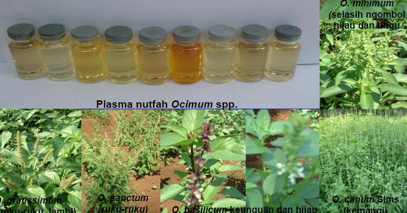 Macam Bahan Pestisida Nabati dan Kandungannya