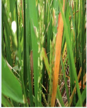 Teknologi Pencegahan dan Pengendalian Penyakit Hawar Daun Bakteri Pada Tanaman Padi