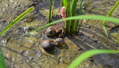 Pengendalian Hama Keong Sawah (Keong Mas) pada Tanaman Padi
