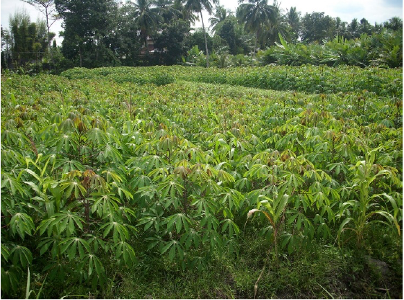 Budidaya Ubi Kayu untuk memenuhi kebutuhan industri