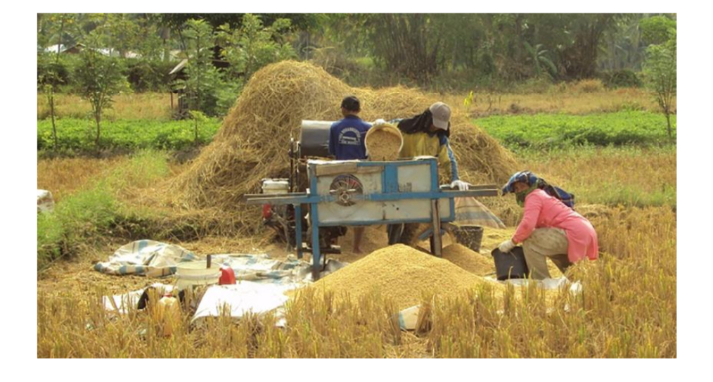 Panen dan Penerapan Teknologinya pada Tanaman Padi