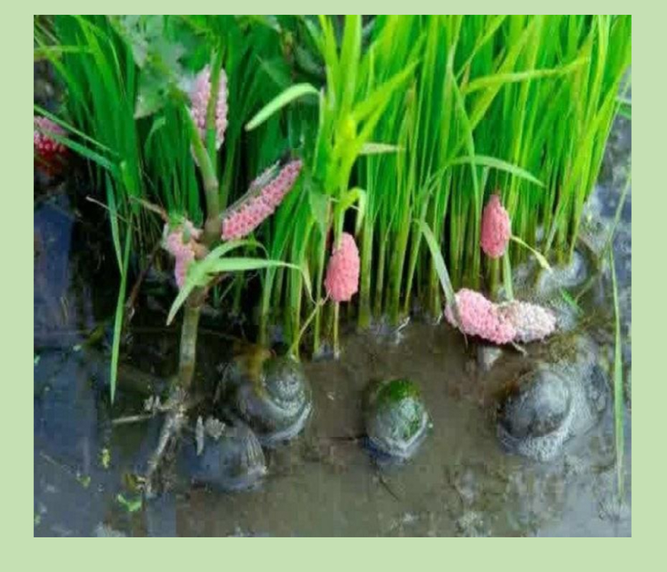 Mencegah Hama Keong Emas