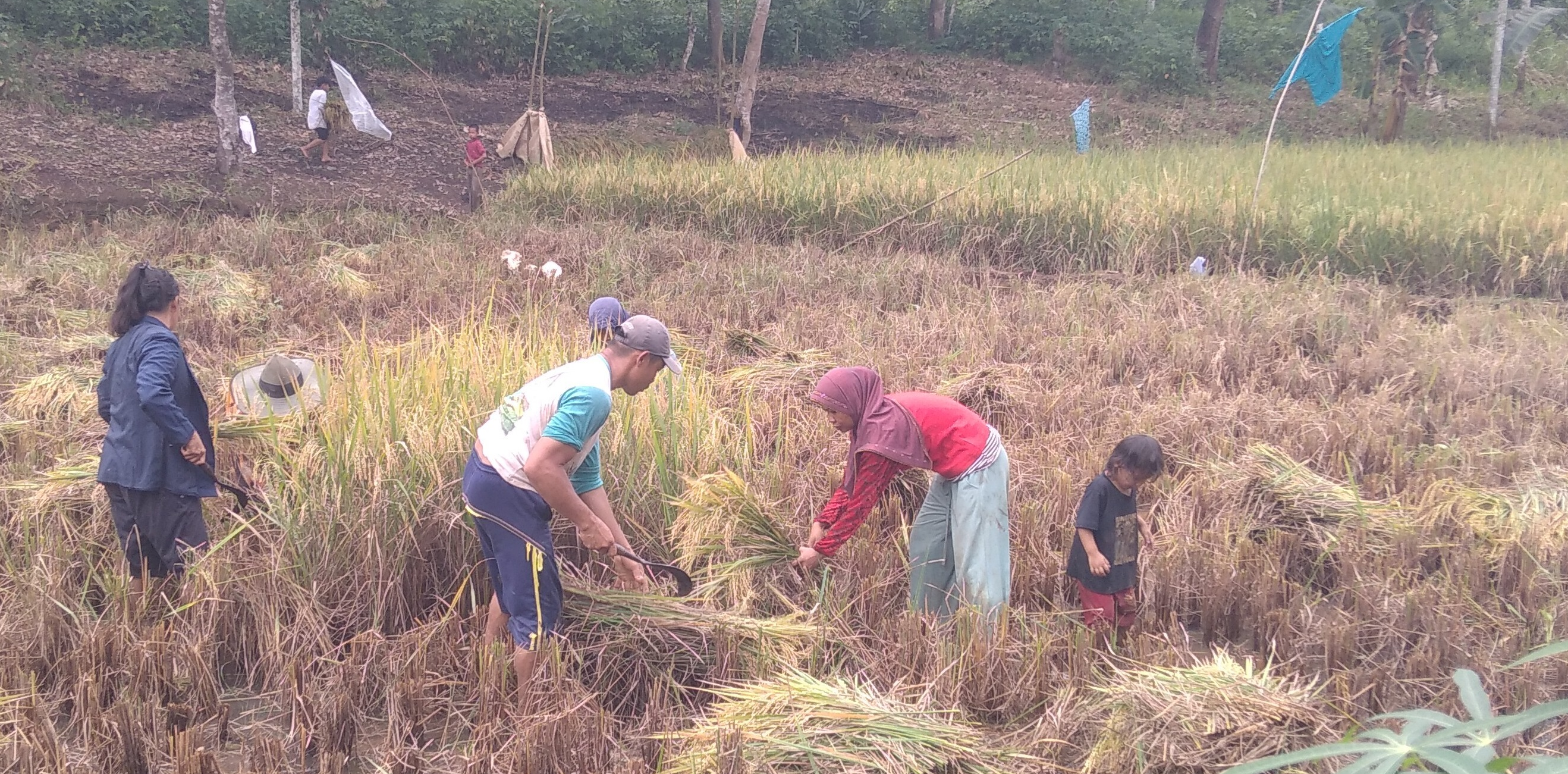 Pengelolaan Tanaman Terpadu (PTT) Padi Pasang Surut