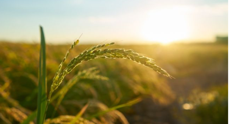 pendekatan inovatif dalam upaya peningkatan efisiensi usaha tani padi sawah