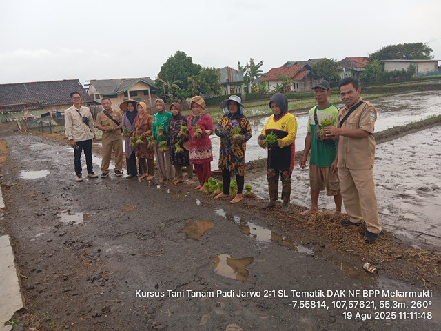 SL-Tematik Padi Ramah Lingkungan dengan sistem tanam Jajar legowo 2:1