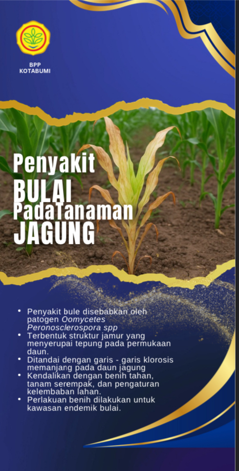 Penyakit bulai pada tanaman padi