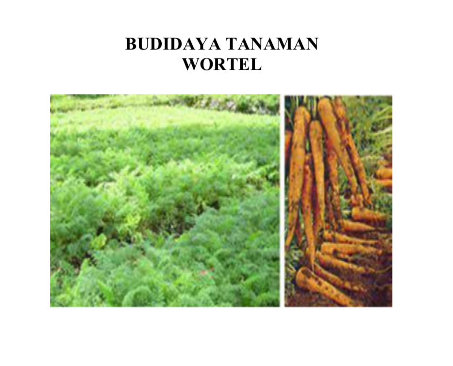 BUDIDAYA TANAMAN WORTEL