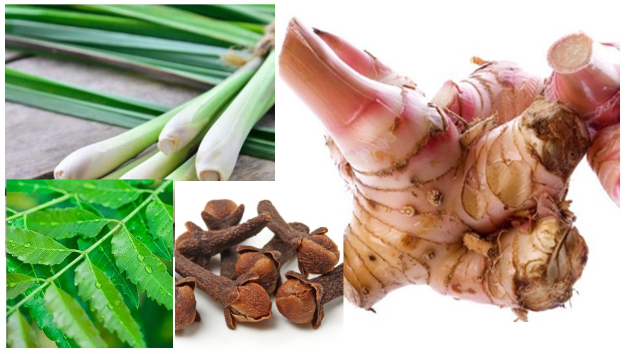 Pembuatan Pestisida Nabati