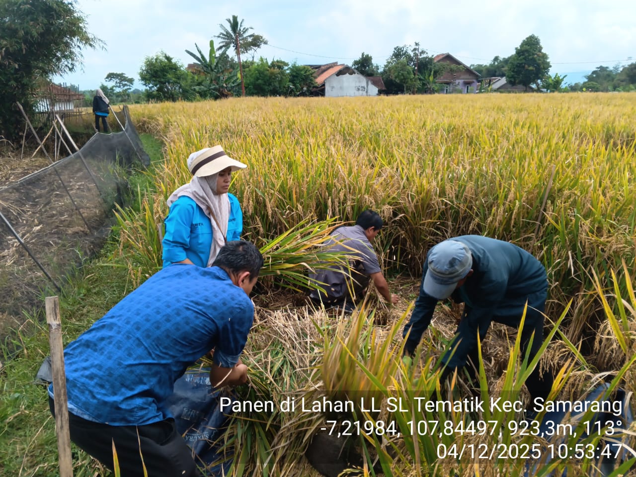 Panen dan Pasca Panen Tanaman Padi