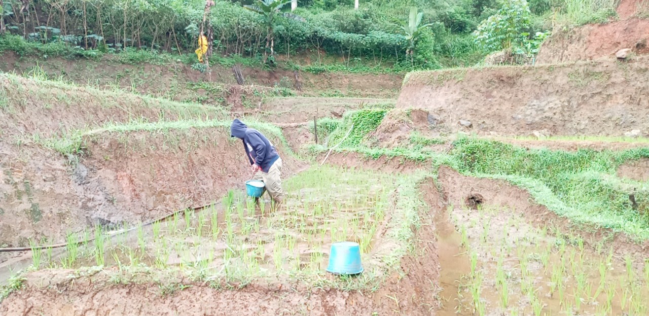 Pemupukan Berimbang Padi Sawah untuk Meningkatkan Hasil dan Kesuburan Tanah