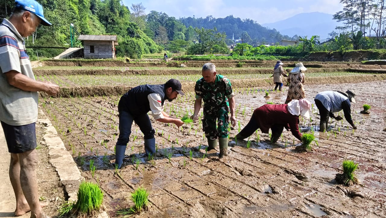 Tanam Jajar Legowo pada Padi Sawah