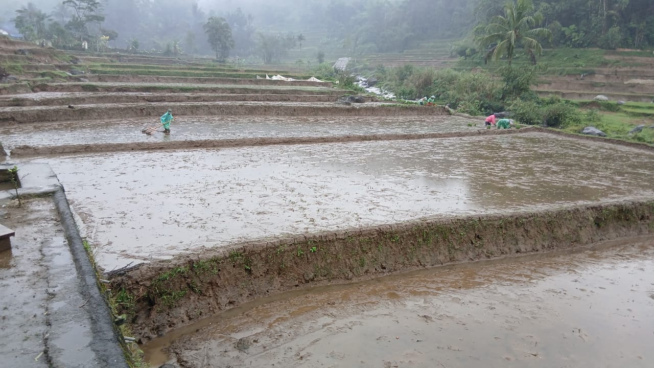 Pengolahan Lahan Sawah Sempurna