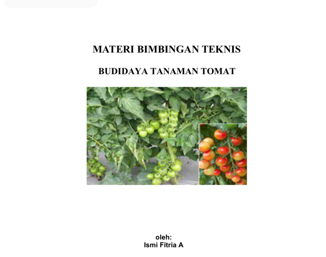 Budidaya tanaman tomat 