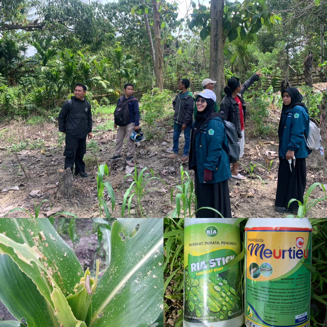 Identifikasi hama ulat grayak pada tanaman jagung di Desa Puusangi kec. anggalomoare