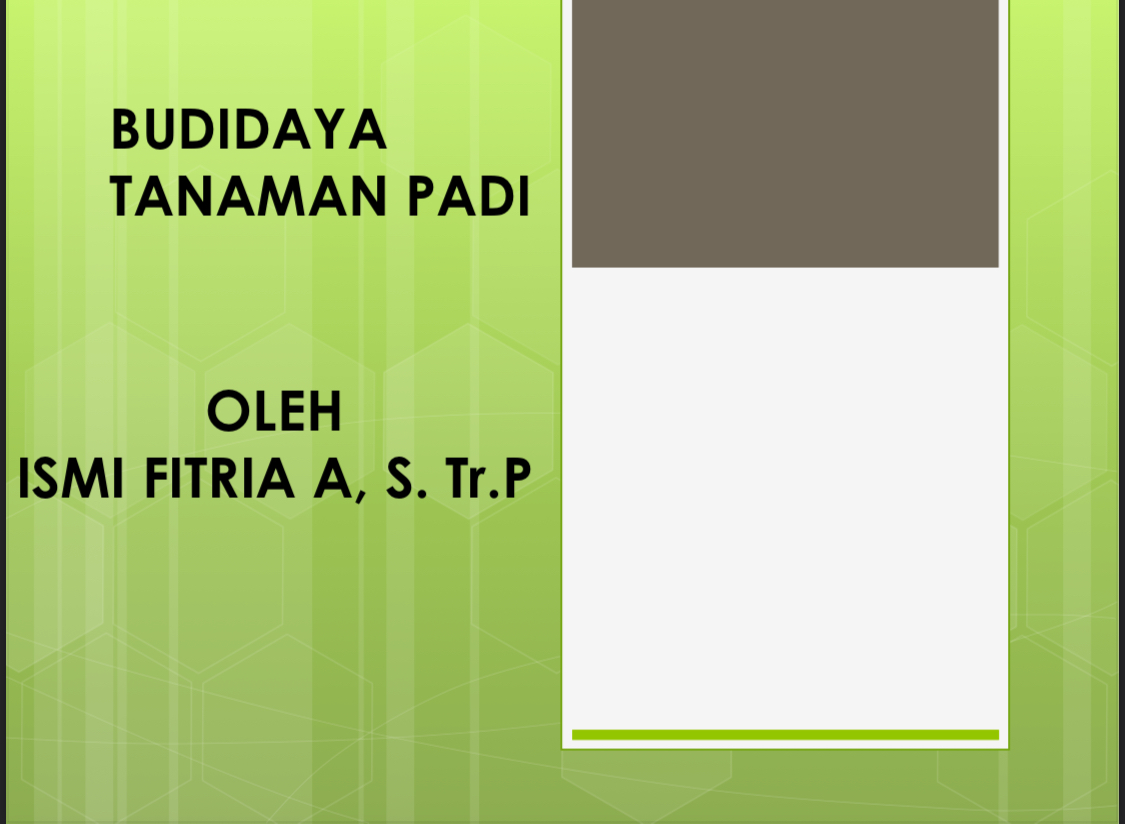 Budidaya tanaman padi