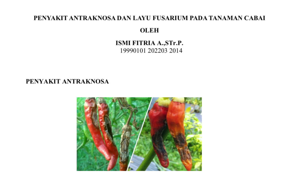 PENYAKIT ANTRAKNOSA DAN LAYU FUSARIUM PADA TANAMAN CABAI