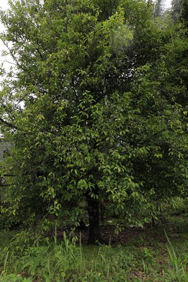 Budidaya Tanaman Pala dan Tantangannya di Kecamatan Kapoiala