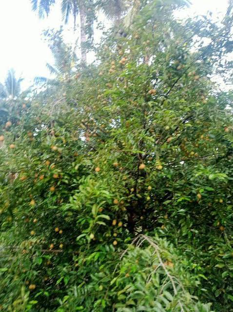 Peluang dan Tantangan Agroforestri Pala: Meningkatkan Produktivitas dan Keseimbangan Lingkungan di Kecamatan Kapoiala