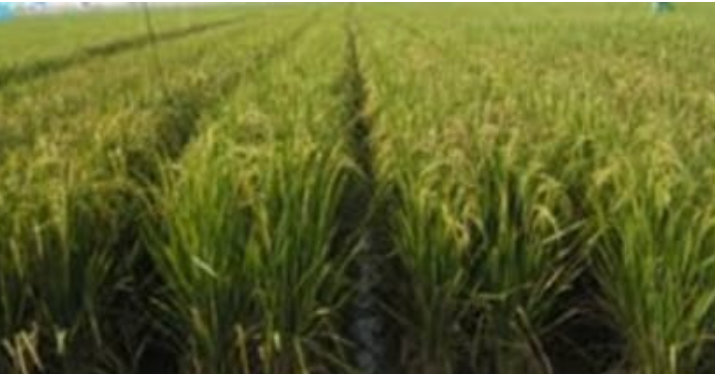 SISTEM TANAM JAJAR LEGOWO 2:1 PADA PADI SAWAH