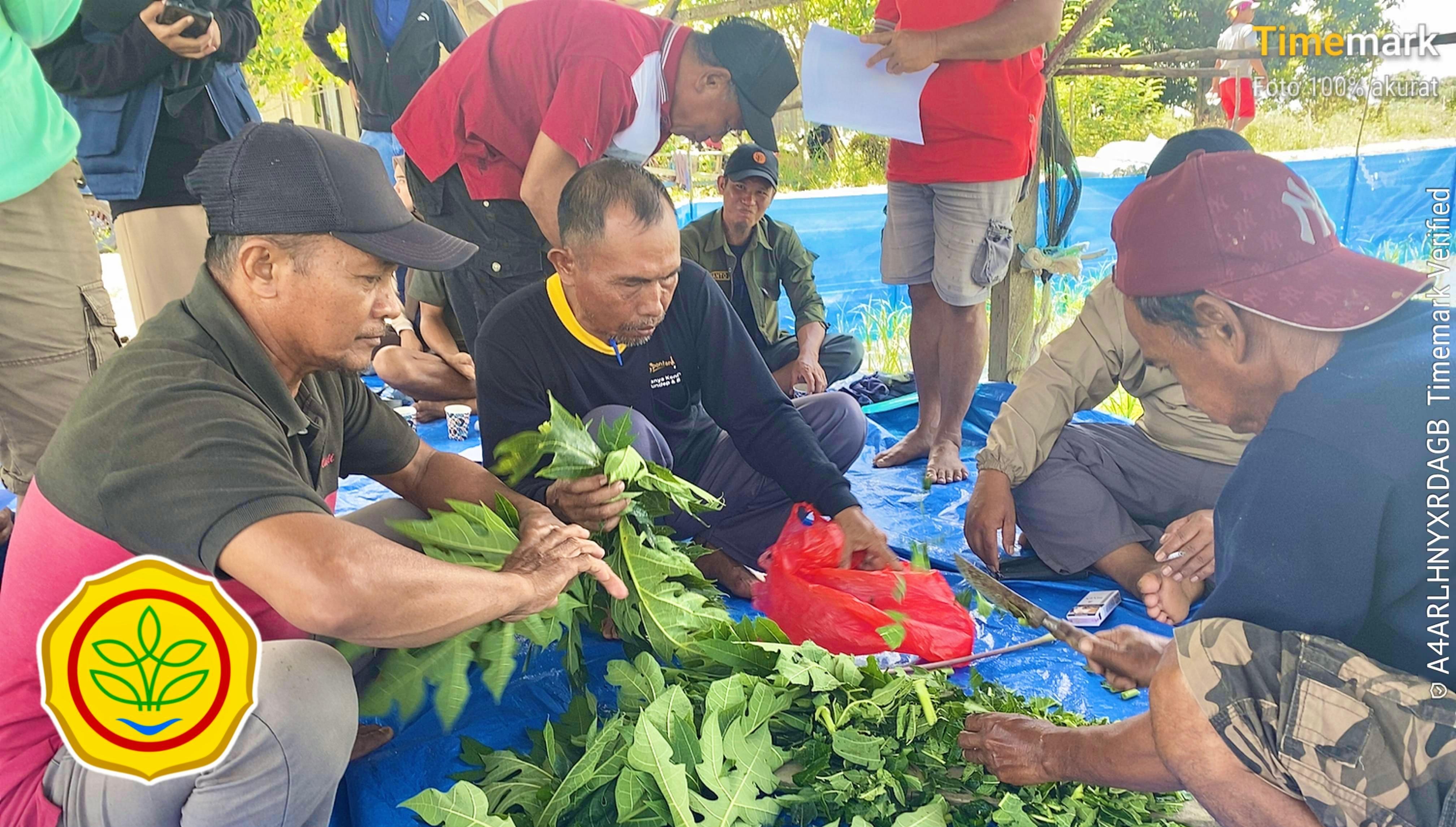 Pembuatan Pestisida Nabati dari Daun Pepaya