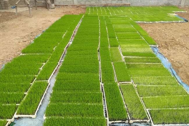 Inovasi Persemaian Kering: Solusi Cerdas, Hemat, dan Berkualitas